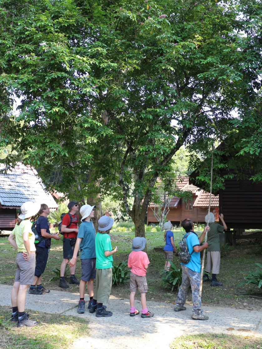 10.2-Sternfrucht-Ernte