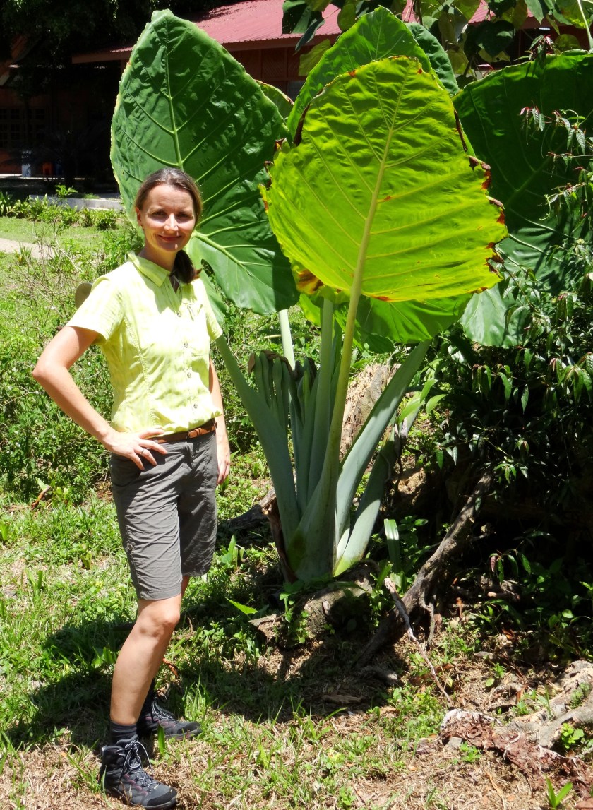 10.4-große-Blätter