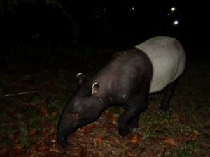 14.3-Tapir2