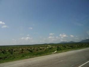 23.3-Plamölplantage