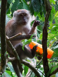 8.1-Affe-mit-Flasche