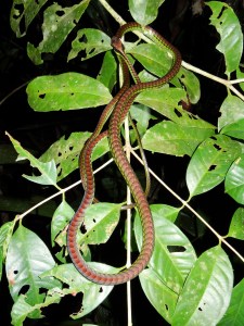 9.3-Nachtwanderung-Schlange