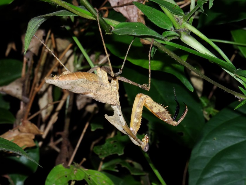 9.4-Nachtwanderung-Gottesanbeterin