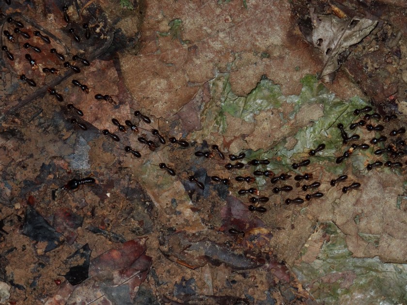 9.5-Nachtwanderung-Termiten