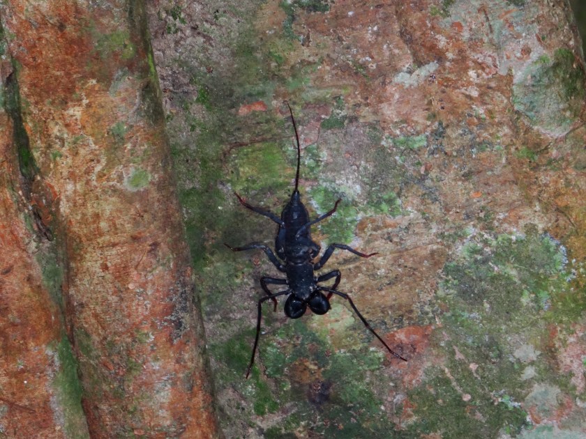 9.7-Nachtwanderung-Baumskorpion