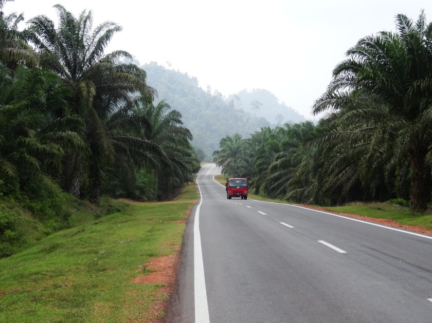 1.2-Fahrt-durch-Palmöl-Plantagen