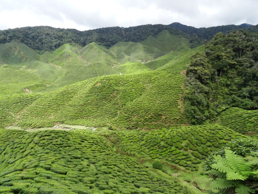 3.6-CameronValley-Teeplantage