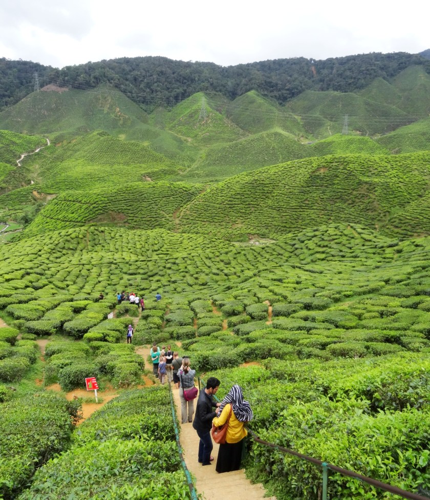 3.8-CameronValley-Teeplantage